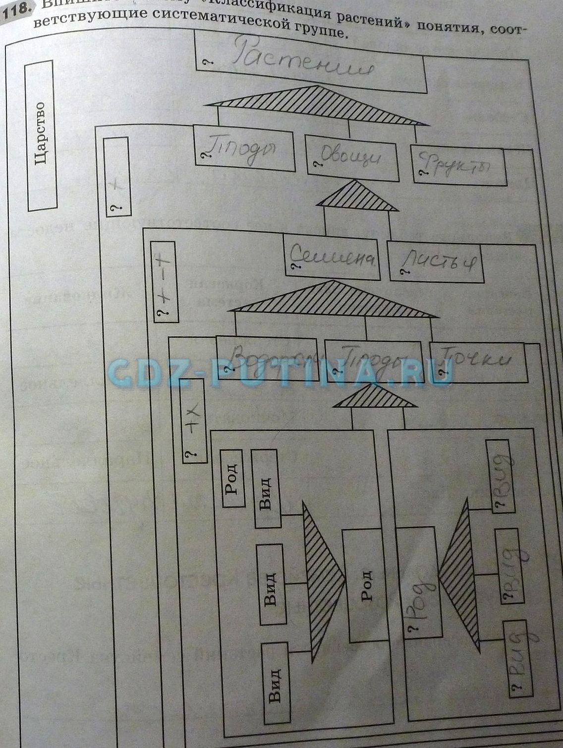Страница (упражнение) 118 учебника. Ответ на вопрос упражнения 118 ГДЗ решебник по биологии 6 класс Пасечник, Брыкин, Дмитриева