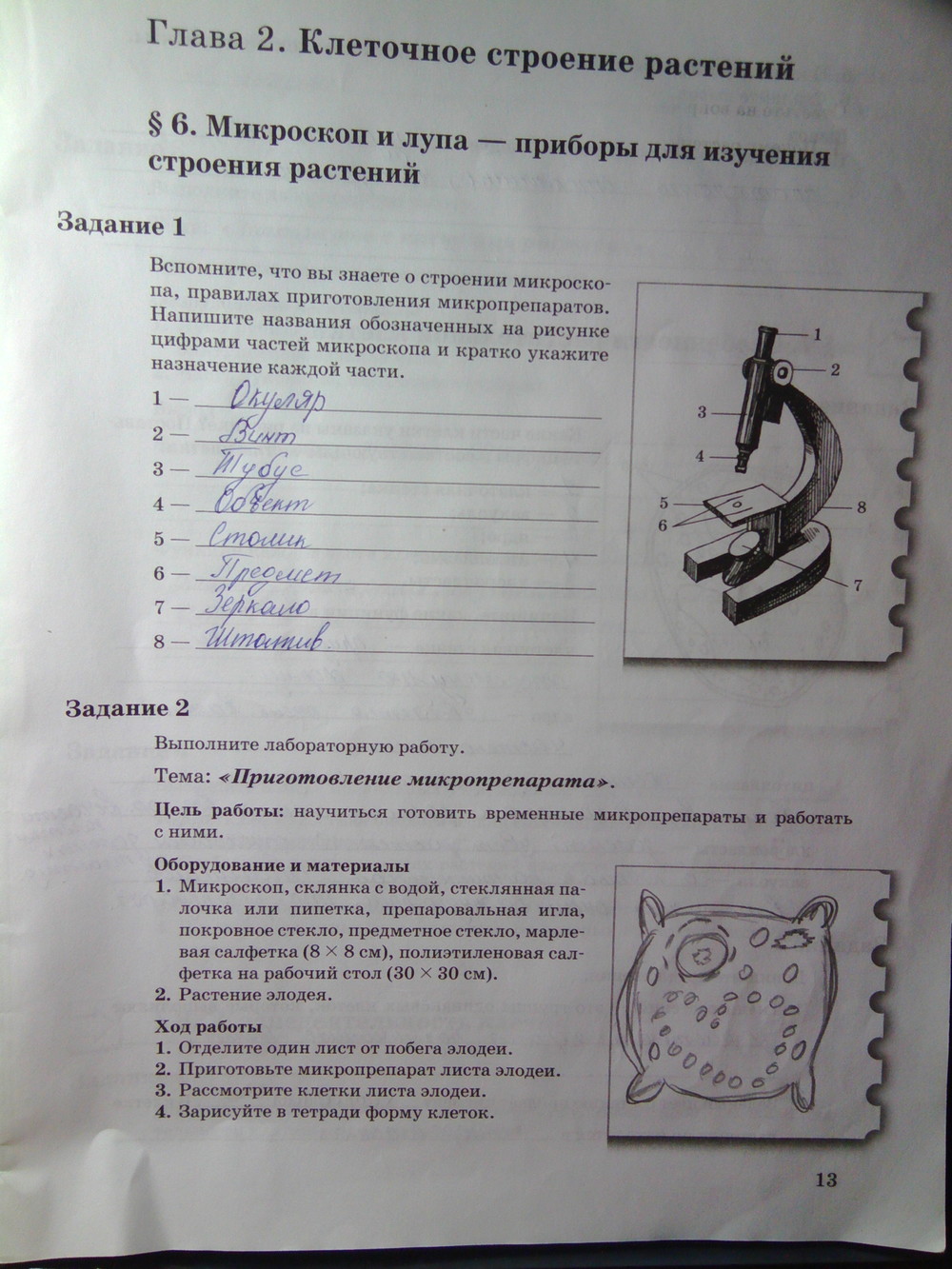 Страница (упражнение) 13 рабочей тетради. Страница 13 ГДЗ рабочая тетрадь по биологии 6 класс Пономарева