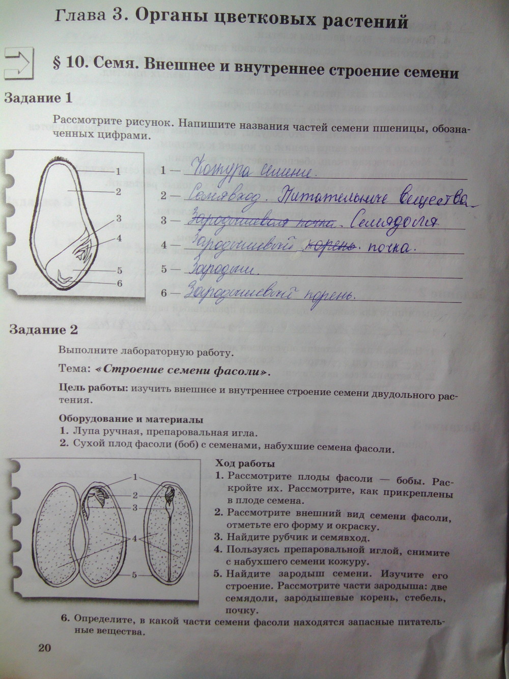 Страница (упражнение) 20 рабочей тетради. Страница 20 ГДЗ рабочая тетрадь по биологии 6 класс Пономарева