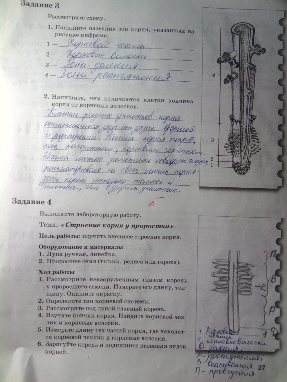 Страница (упражнение) 27 рабочей тетради. Страница 27 ГДЗ рабочая тетрадь по биологии 6 класс Пономарева