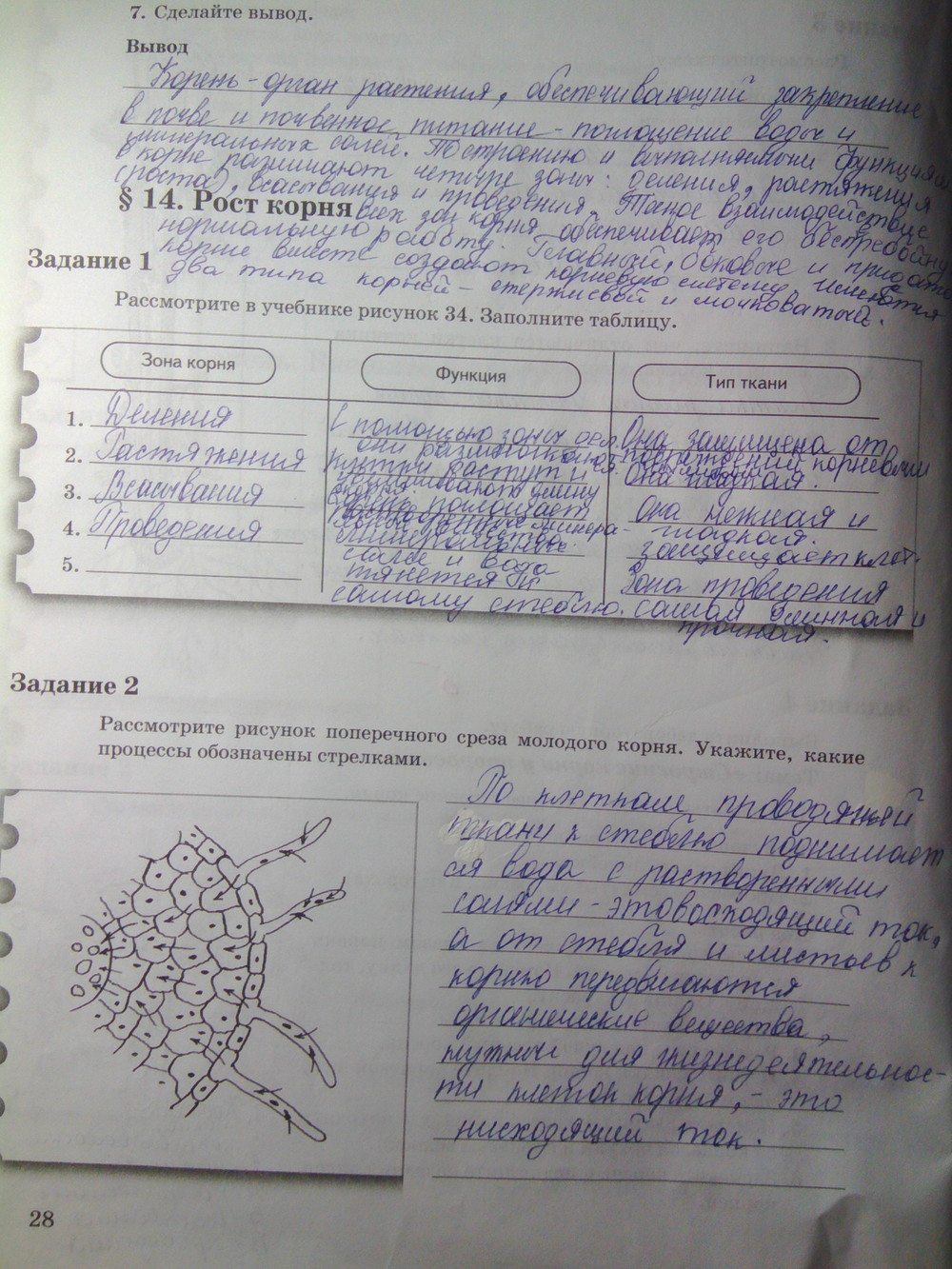 Страница (упражнение) 28 рабочей тетради. Страница 28 ГДЗ рабочая тетрадь по биологии 6 класс Пономарева