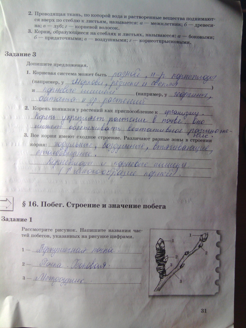 Страница (упражнение) 31 рабочей тетради. Страница 31 ГДЗ рабочая тетрадь по биологии 6 класс Пономарева
