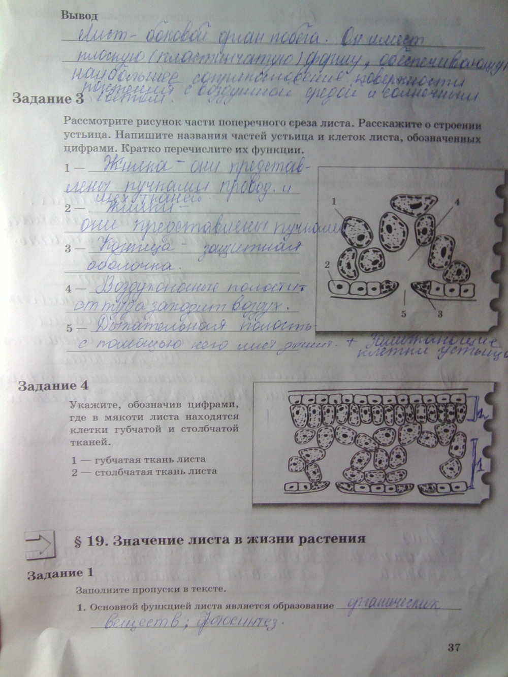 Страница (упражнение) 37 рабочей тетради. Страница 37 ГДЗ рабочая тетрадь по биологии 6 класс Пономарева