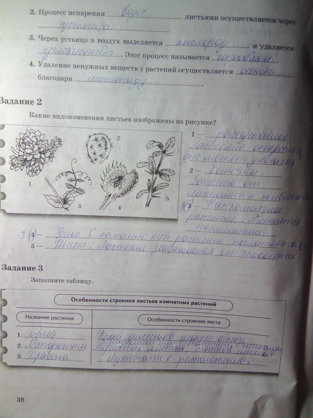 Страница (упражнение) 38 рабочей тетради. Страница 38 ГДЗ рабочая тетрадь по биологии 6 класс Пономарева