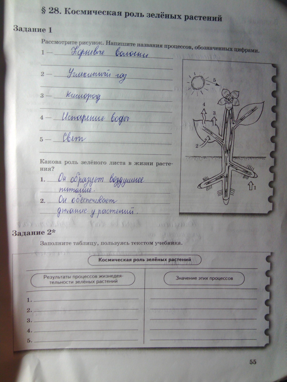 Страница (упражнение) 55 рабочей тетради. Страница 55 ГДЗ рабочая тетрадь по биологии 6 класс Пономарева