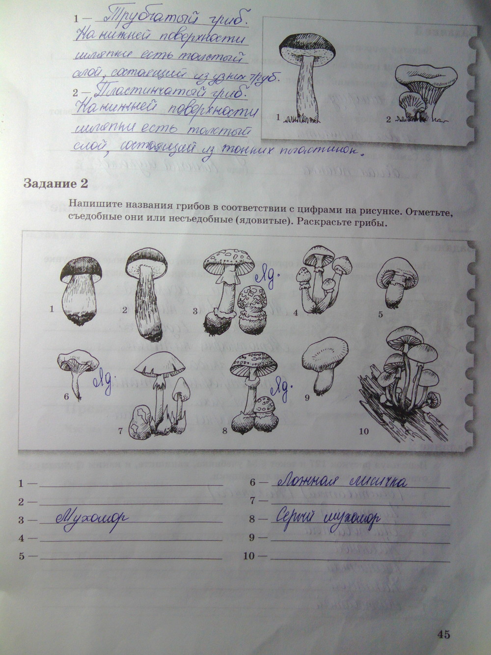 Страница (упражнение) 45 рабочей тетради. Страница 45 ГДЗ рабочая тетрадь по биологии 6 класс Пономарева