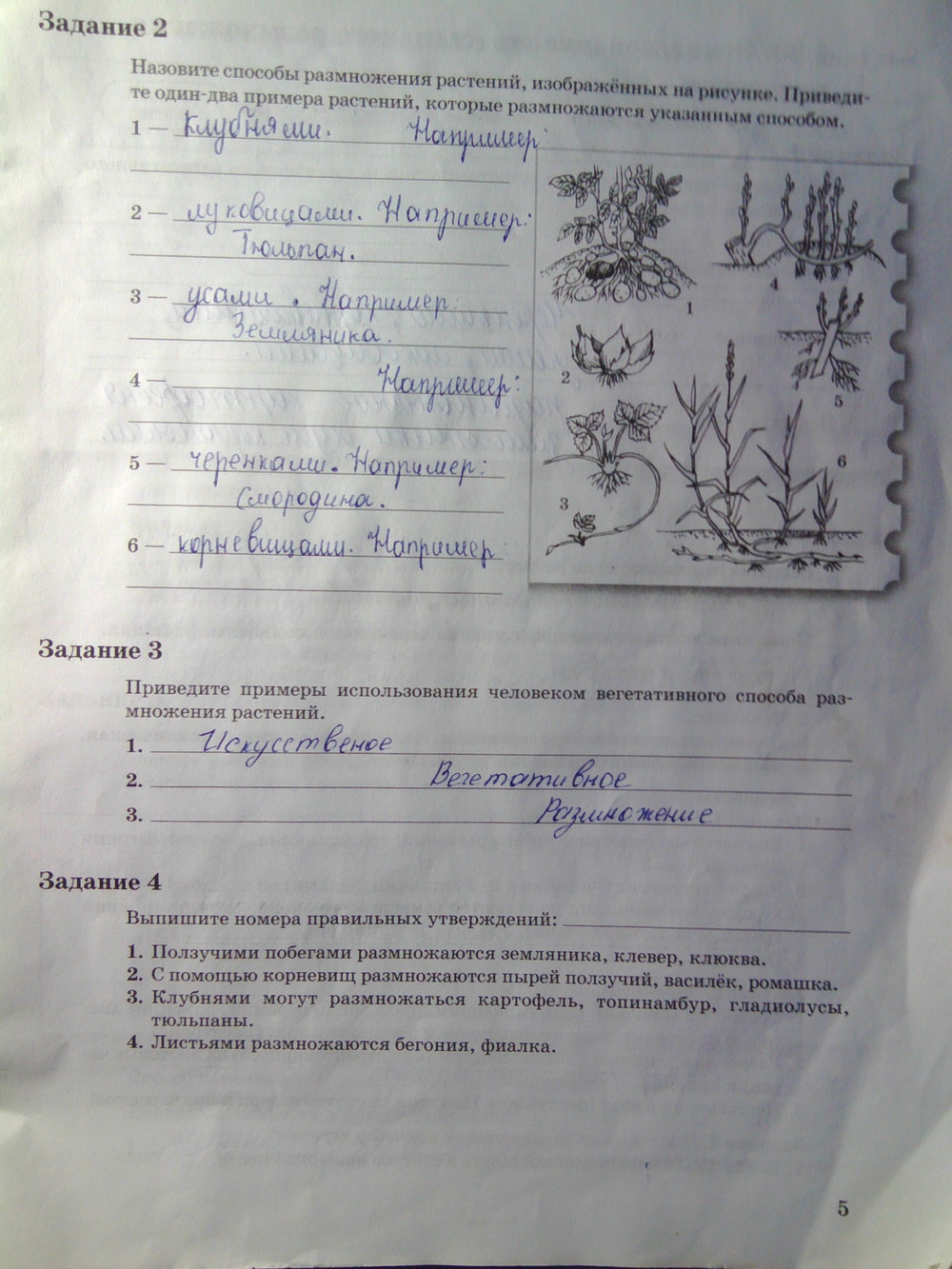 Страница (упражнение) 5 рабочей тетради. Страница 5 ГДЗ рабочая тетрадь по биологии 6 класс Пономарева