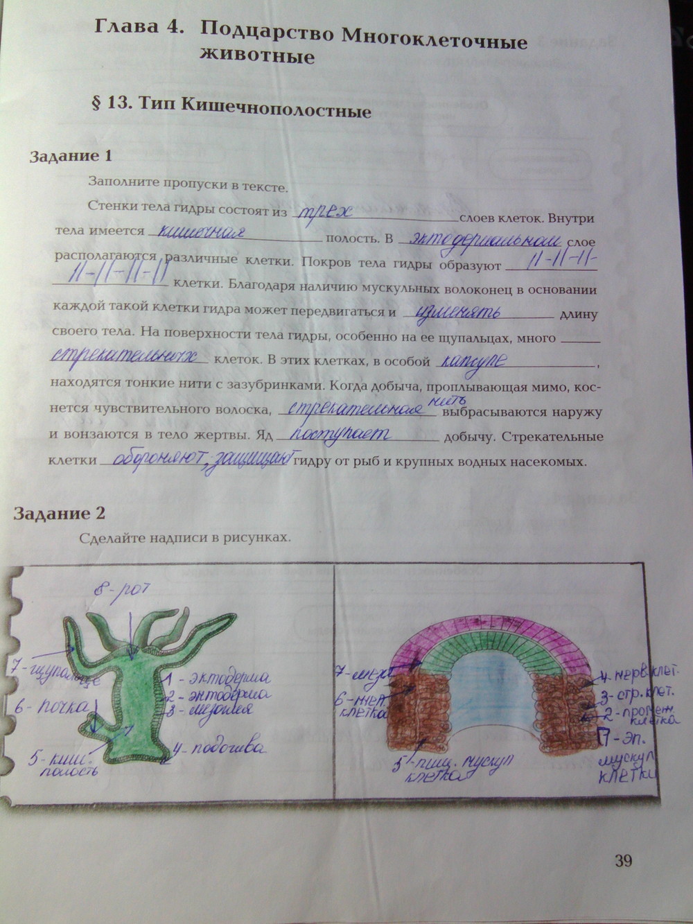 Страница (упражнение) 39 рабочей тетради. Ответ на вопрос упражнения 39 ГДЗ рабочая тетрадь по биологии 7 класс Суматохин, Кучменко