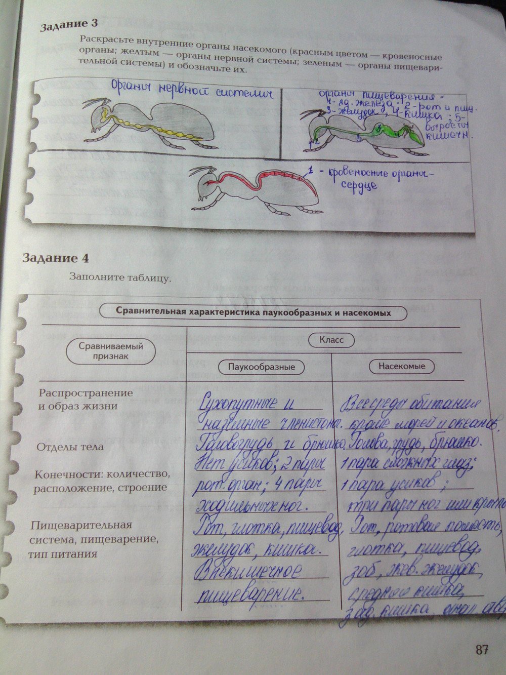 Страница (упражнение) 87 рабочей тетради. Ответ на вопрос упражнения 87 ГДЗ рабочая тетрадь по биологии 7 класс Суматохин, Кучменко