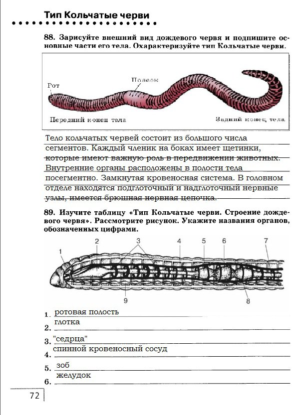 Контрольная по биологии черви