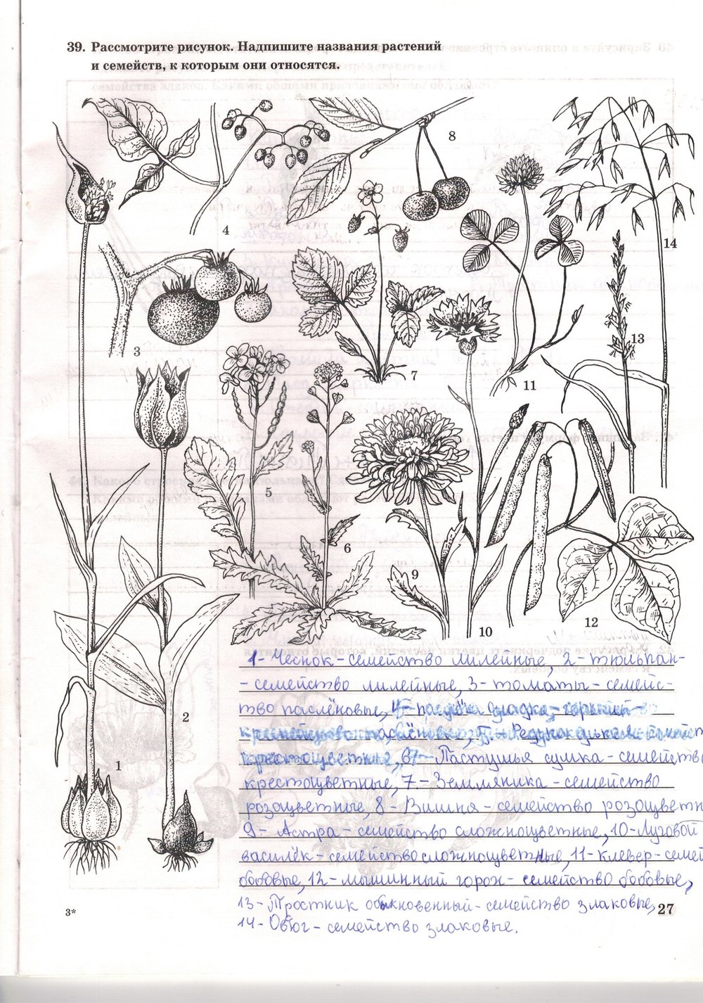 Впишите название растений на рисунке