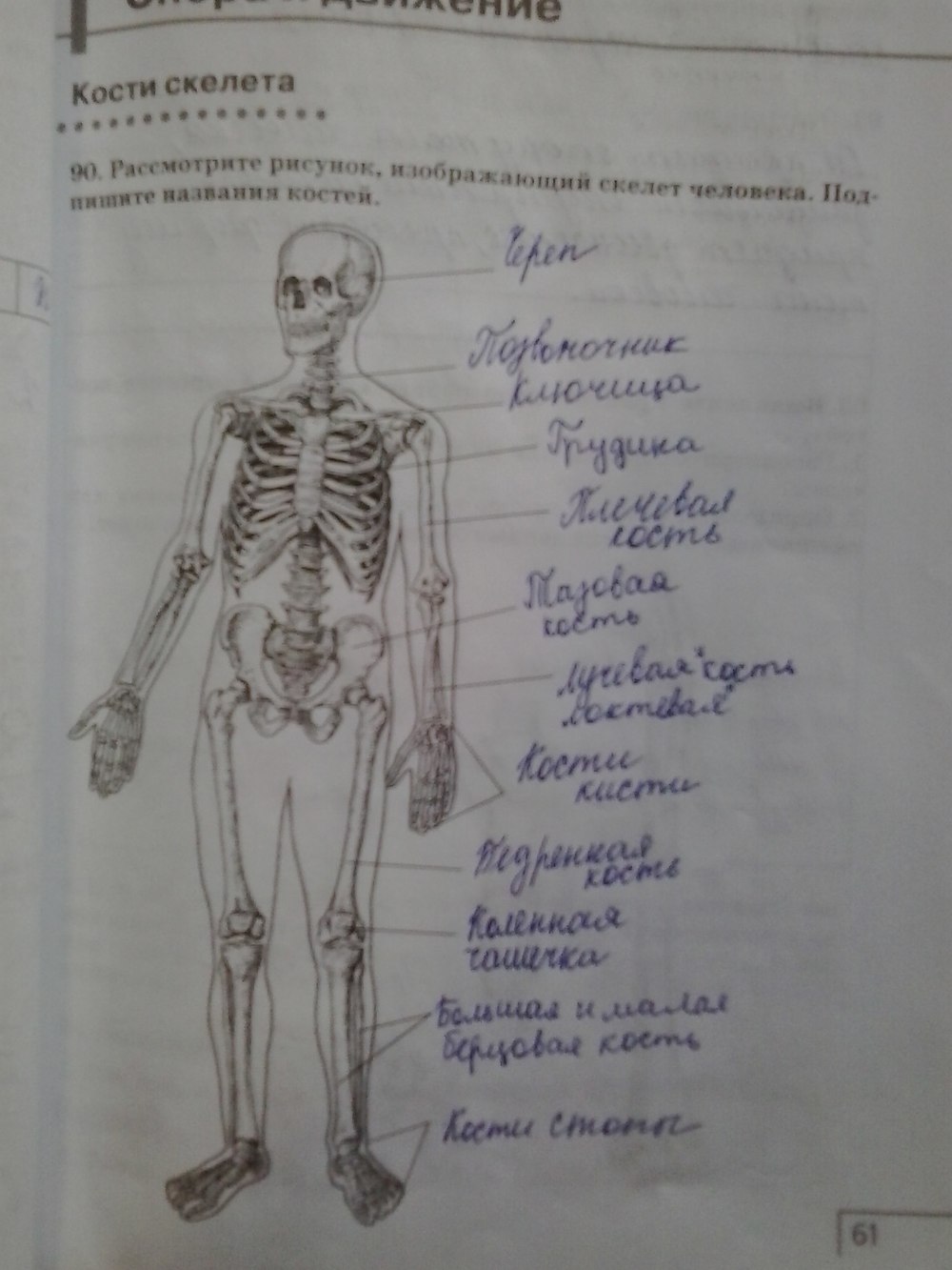 Скелет человека в тетради