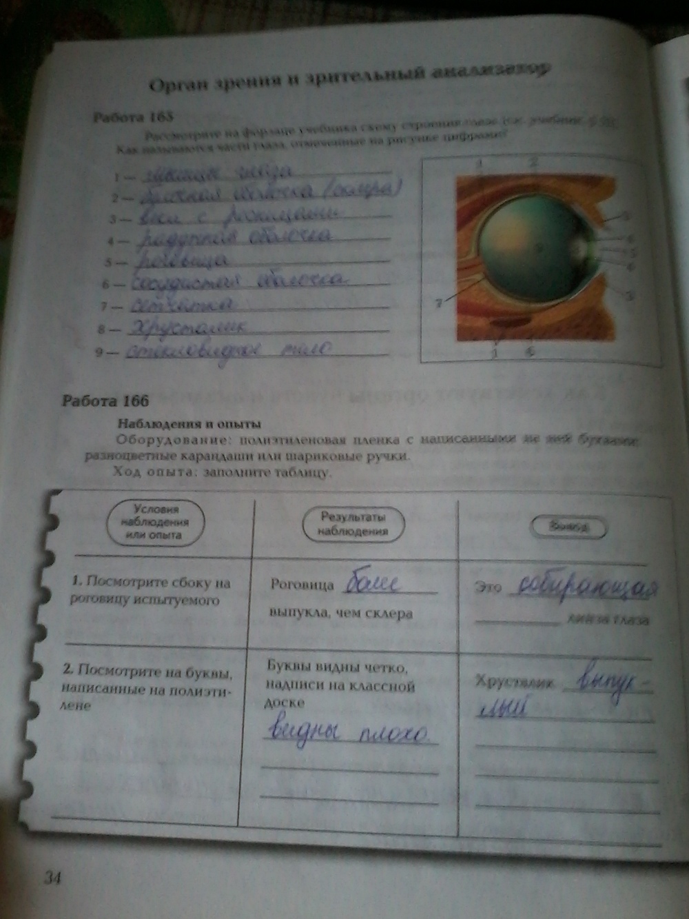 Страница (упражнение) 34 рабочей тетради. Страница 34 ГДЗ рабочая тетрадь по биологии 8 класс Маш, Драгомилов